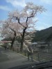 Image: cherry.jpg