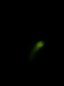Image: firefly.jpg