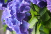 Image: hydrangea.jpg